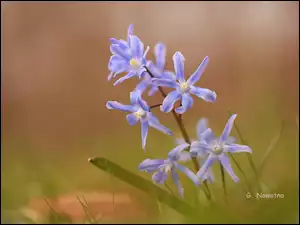 Gałązka, Śnieżnik lśniący, Niebieskie, Kwiaty