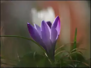 Lekko, Kwiat, Krokus, Fioletowy, Pochylony