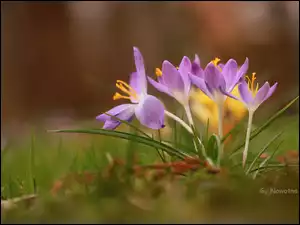 Jasnofioletowe, Krokusy, Kwiaty