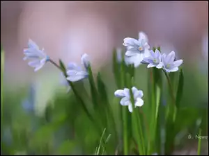 Kwiaty, Puszkinia cebulicowata, Biało-niebieskie