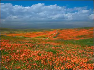 Maczki kalifornijskie w Antelope Valley w Kalifornii