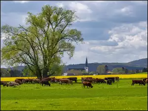 Łąka, Drzewo, Kościół, Niemcy, Krowy, Dolina Wittlicha