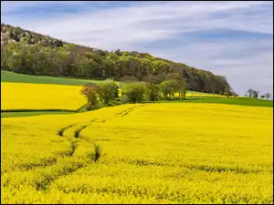 Rzepak, Wiosna, Kwitnący, Pole, Drzewa