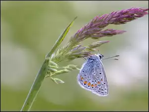 Roślina, Motyl, Modraszek Ikar, Kwiat