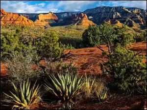 Drzewa, Stany Zjednoczone, Góry, Kaktusy, Arizona, Skały, Rośliny, Sedona