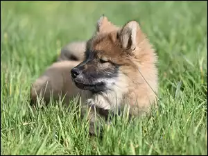 W trawie leżący szczeniak rasy eurasier