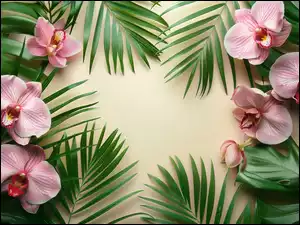 Różowe, Liście, Orchidea, Storczyk, Kwiaty