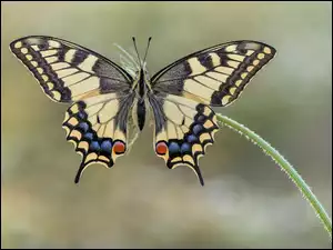 Łodyga, Motyl, Paź królowej, Roślina