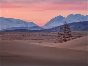 Pustynia, Piaski, Rosja, Góry, Kraj Zabajkalski, Chara Sands, Drzewo