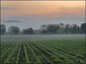 Mgła, Pole, Drzewa, Wschód słońca