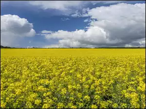 Rzepak, Wiosna, Kwitnący, Pole uprawne, Drzewa