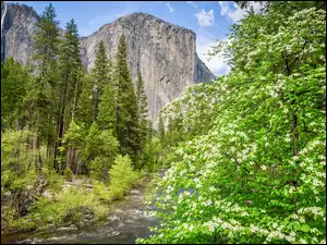 Drzewa i okwiecone krzewy nad rzeką Merced River