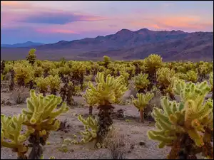 Kalifornia, Stany Zjednoczone, Kaktusy, Góry, Park Narodowy Joshua Tree, Cholla