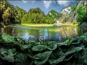 Góry, Polska, Rzeka, Roślinność, Pieniny, Dunajec