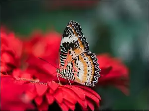 Mandaryn pstry, Kwiat, Cethosia cyane, Motyl, Czerwony