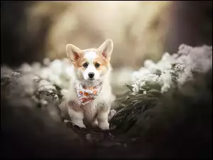 Kwiaty, Pies, Welsh corgi pembroke, Szczeniak