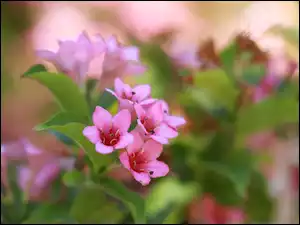 Zbliżenie, Krzewuszka, Różowe, Kwiaty