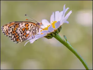 Przeplatka didyma na margerytce
