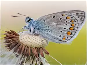 Zbliżenie, Modraszek ikar, Motyl, Dmuchawiec