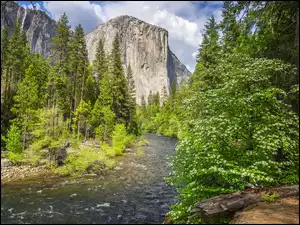 Krzewy, Kalifornia, Drzewa, Rzeka, Merced River, Park Narodowy Yosemite, Góra, Stany Zjednoczone, El Capitan