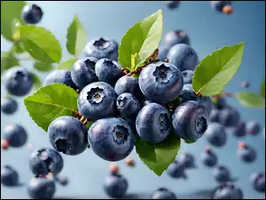 Grafika Owoce, Borówka amerykańska, Owoce, Liście