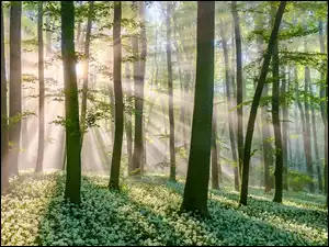 Czosnek niedźwiedzi, Las, Drzewa, Promienie słońca