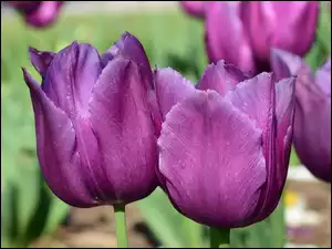 Kwiaty, Płatki, Pąki, Tulipany, Fioletowe