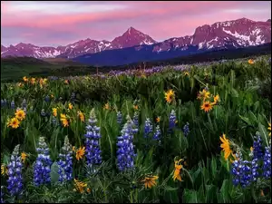 Łąka, Stany Zjednoczone, San Juan Mountains, Kwiaty, Kolorado, Mount Sneffels, Łubin, Góry