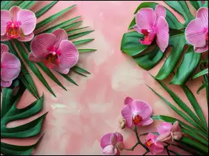 Różowe, Liście, Orchidee, Storczyki, Kwiaty