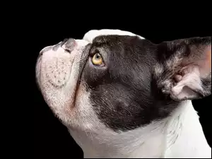 Pies, Buldog francuski