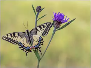 Chaber łąkowy, Motyl, Paź królowej, Kwiat