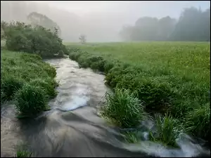 Łąka, Mgła, Pole, Strumień, Trawa