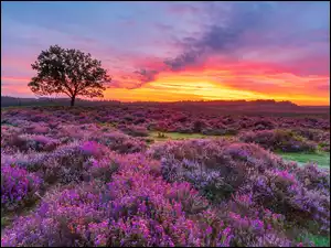 Park Narodowy New Forest, Wschód słońca, Drzewo, Anglia, Wrzosy, Southampton, Wielka Brytania, Wrzosowisko