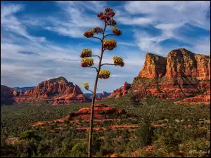 Arizona, Stany Zjednoczone, Skały, Drzewo, Sedona, Roślinność