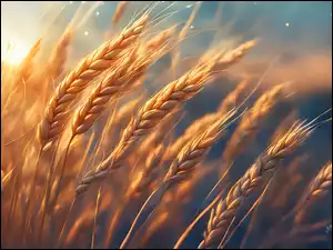 Grafika, Kłosy, Zboża