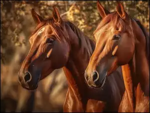 Gniade, Konie, Dwa