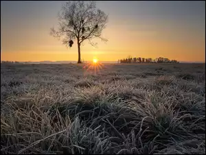 Trawa, Łąka, Wschód słońca, Niebo, Szron, Drzewo