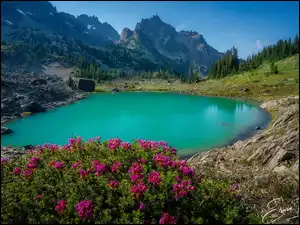 Waszyngton, Park Narodowy Olympic, Drzewa. Kwiaty, Stany Zjednoczone, Góry, Upper Royal Basin, Staw