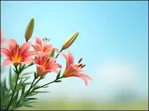 Grafika, Liliowce, Kwiaty