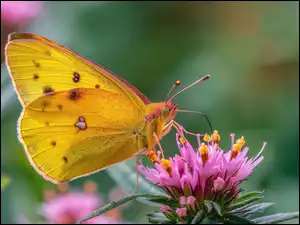 Różowy, Grafika, Żółty, Motyl, Kwiat
