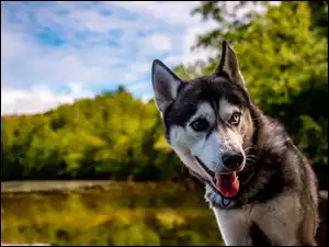 Oczy, Siberian husky, Kolorowe, Pies, Heterochromia