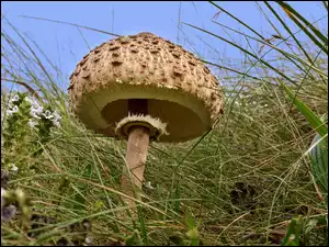 Grzyb na wysokiej nóżce z kropkowanym kapeluszem