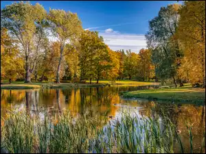 Staw, Jesień, Drzewa, Park, Szuwary
