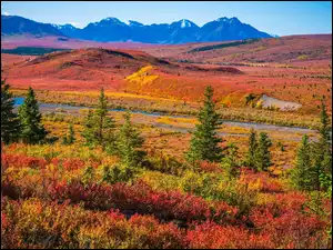 Alaska, Park Narodowy Denali, Droga, Stany Zjednoczone, Drzewa, Jesień, Góry