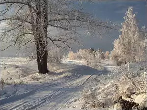 Ośnieżone, Krzewy, Droga, Zima, Drzewa