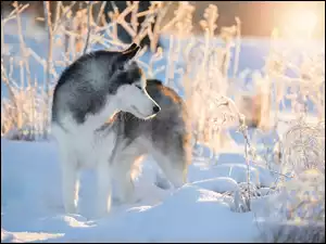 Rośliny, Siberian husky, Pies, Zima