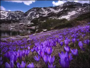 Góry, Krokusy, Polana, Jezioro
