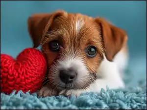 Jack Russell terrier, Serce, Szczeniak, Pies, Czerwone