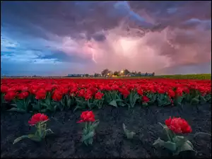 Tulipany, Chmury, Pole, Czerwone, Ciemne