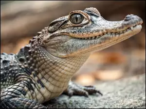 Paszcza, Aligator, Zbliżenie